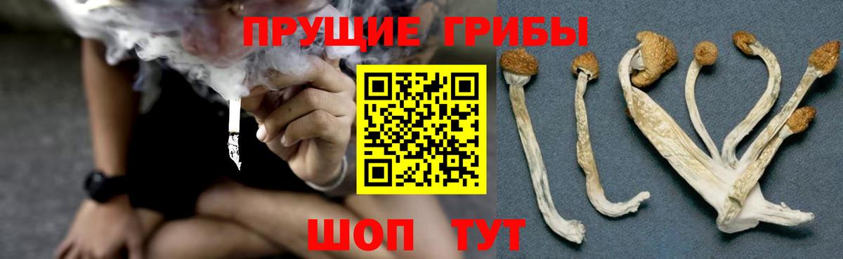 Сафоново  Псилоцибиновые грибы Psilocybine cubensis  Вход с VPN 